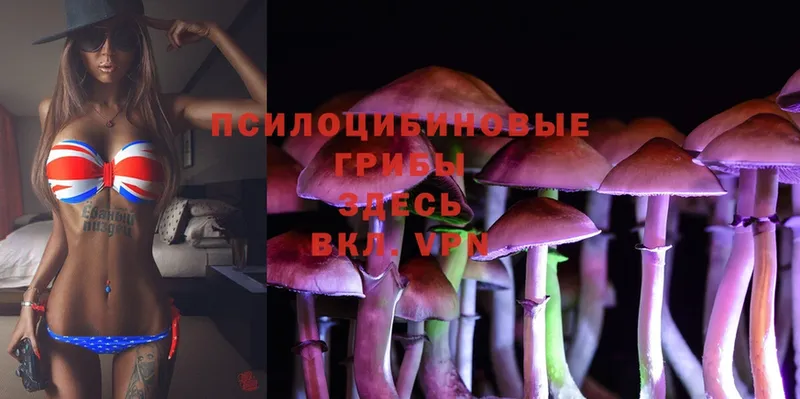 Псилоцибиновые грибы Psilocybine cubensis  сколько стоит  Гаджиево 